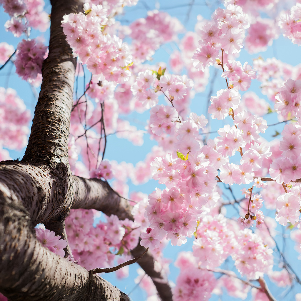 Mother’s Day, the Spring Equinox, and the Return of the Great Mother